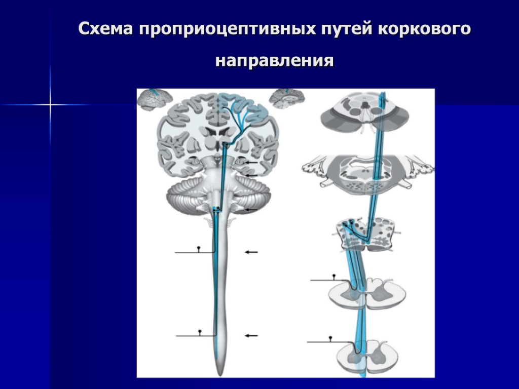 Схема проприоцептивных путей коркового направления